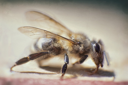 Portrait of a Worker Bee