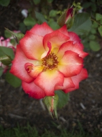 Rose of Schenectady