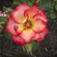 Rose of Schenectady