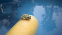 Poolside