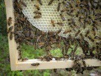 Many Feet Make Light Work