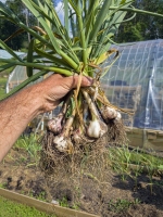 A Fistful of Garlic