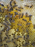 Hive