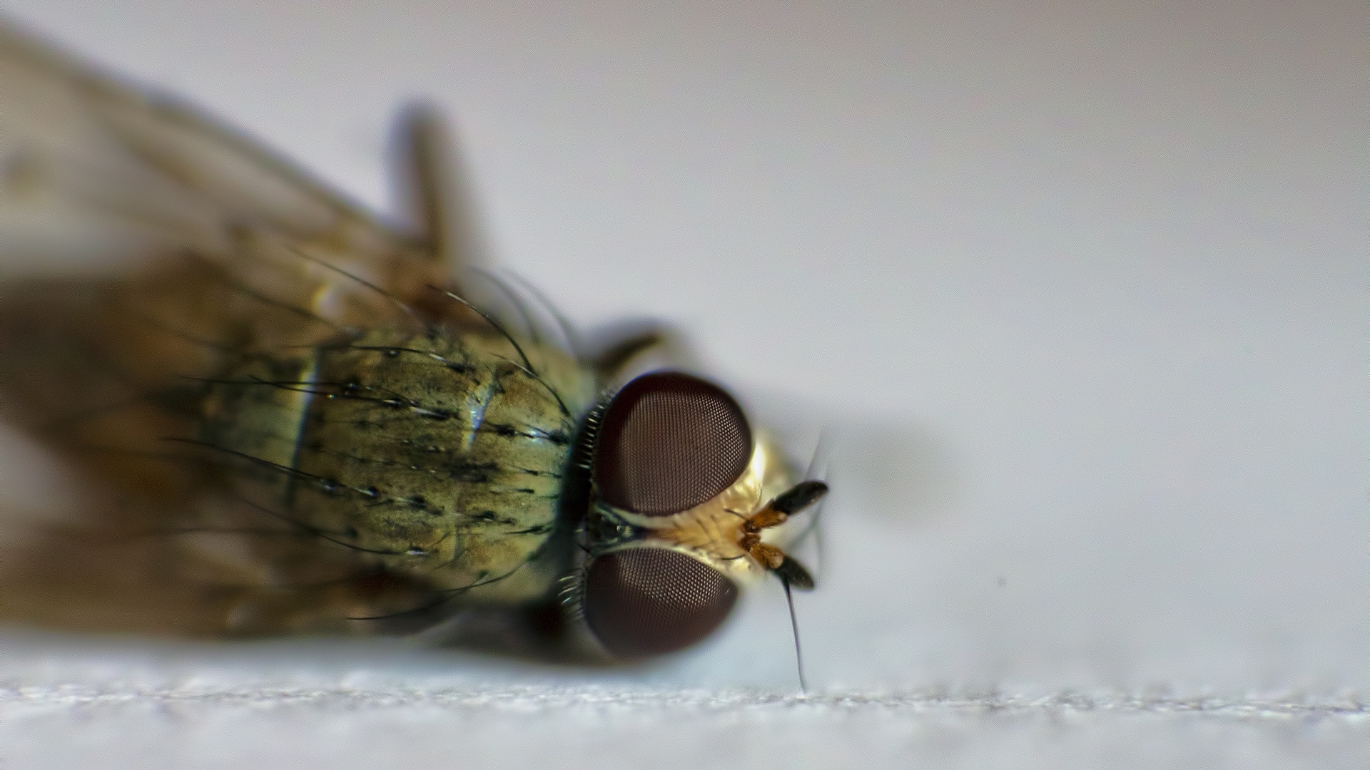 Musca Domestica