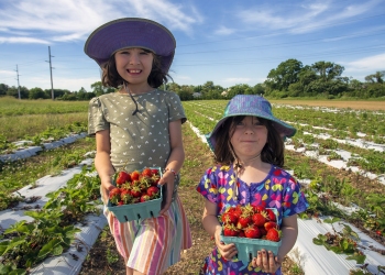 Happy Pickers