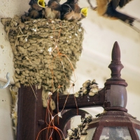 Swallows Swallowing