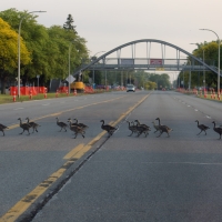 I Hear the Grass is Greener