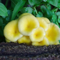 Pleurotus Citrinopileatus?