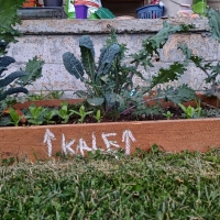 Garden Progress