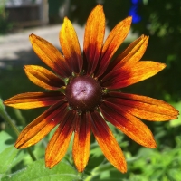 Gloriosa Daisy