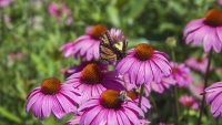 At the Coneflower Café