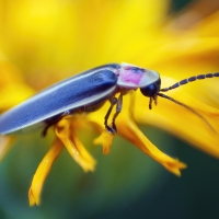 Bug I
