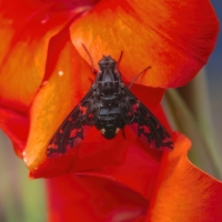 Red Wing Gladiolus
