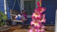 Pink On the Porch
