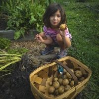 Proudly Picking Potatoes