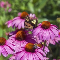At the Coneflower Café