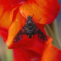 Red Wing Gladiolus