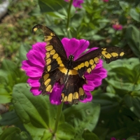 On a Wing and a Prayer