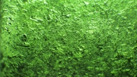 Sea Glass