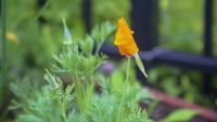The Poppies are Popping