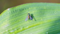 Fly Guy