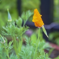 The Poppies are Popping