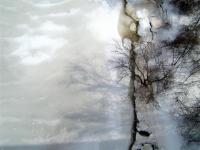 Tree Top