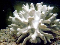 Suzanne's Coral