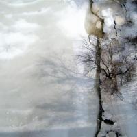 Tree Top