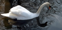 Swan