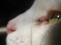 By a Whisker