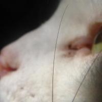 By a Whisker