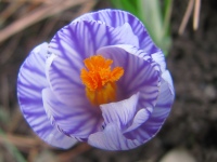Signs of Spring
