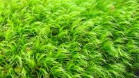 Moss
