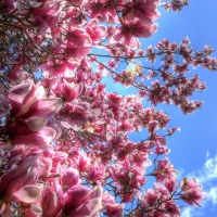 Japanese Magnolia