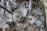 Ice Life