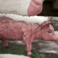 This Little Piggy