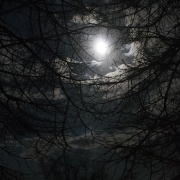 Moon Nest