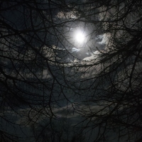 Moon Nest