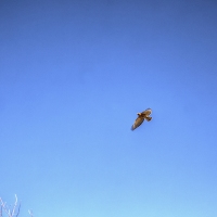 High Flying Bird