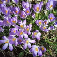 Pretty Things