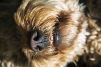 Fuzz Face