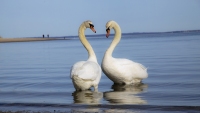 Swan Heart