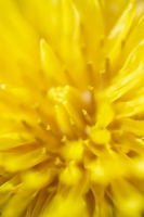 Mellow Yellow