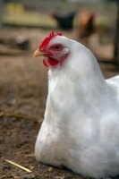 Gallus Gallus Domesticus