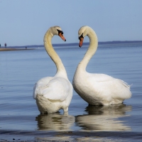 Swan Heart