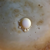 Breakfast Physics