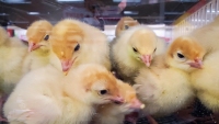 Cheap Cheep