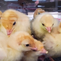 Cheap Cheep