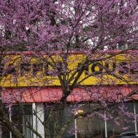 Spring Waffles